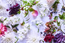 【 Flower photo in January  2026】